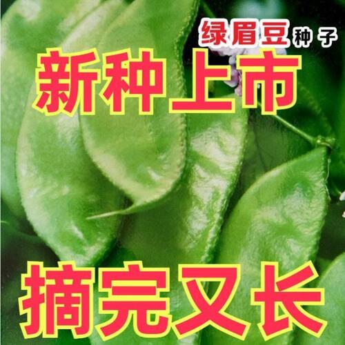 绿眉豆种子绿扁豆籽阳台