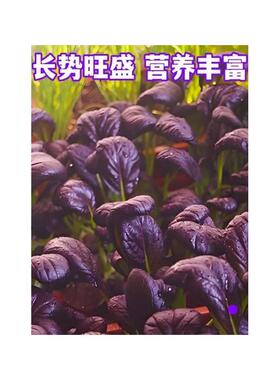 紫罗兰紫妃小青菜紫油菜紫冠青梗菜紫色上海青耐热耐高温蔬菜种子