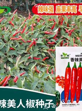 美人指单生朝天椒种子 农田菜园可四季盆栽辣味强早熟小果辣椒籽