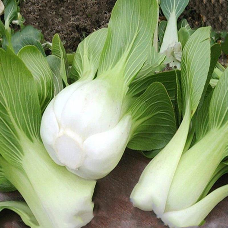 上海白小白菜种子白梗上海青种籽庭院阳台盆栽青菜四季种青梗蔬菜