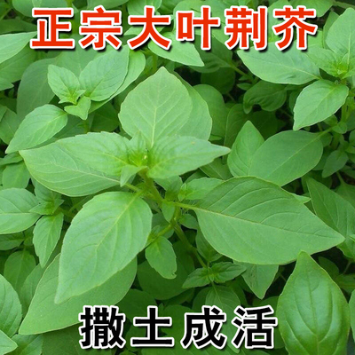 正宗大叶荆芥种子河南特