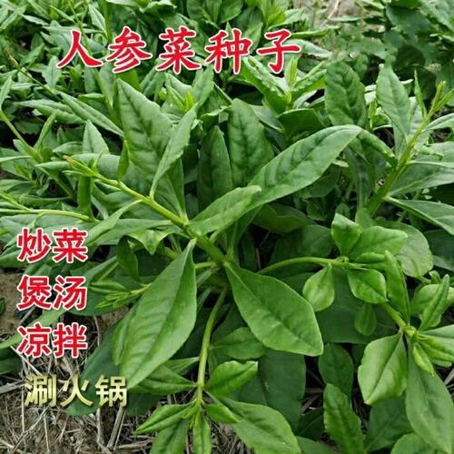 人参菜种子原厂包装土高