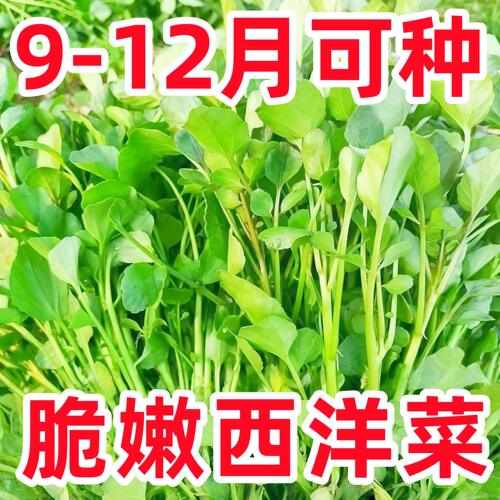 西洋菜种籽豆瓣子可连续