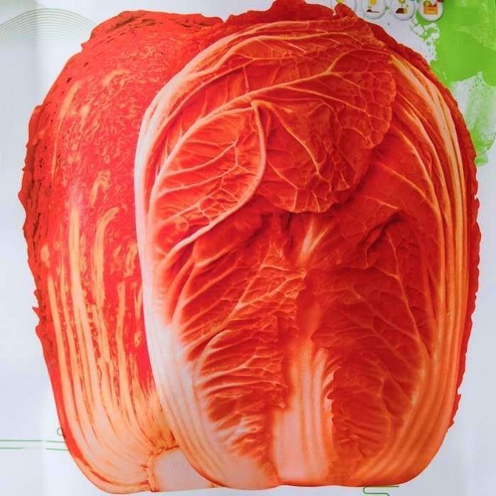 火凤凰大白菜种子红白菜种籽新品种彩色橘红心白菜籽胶州四季秋季