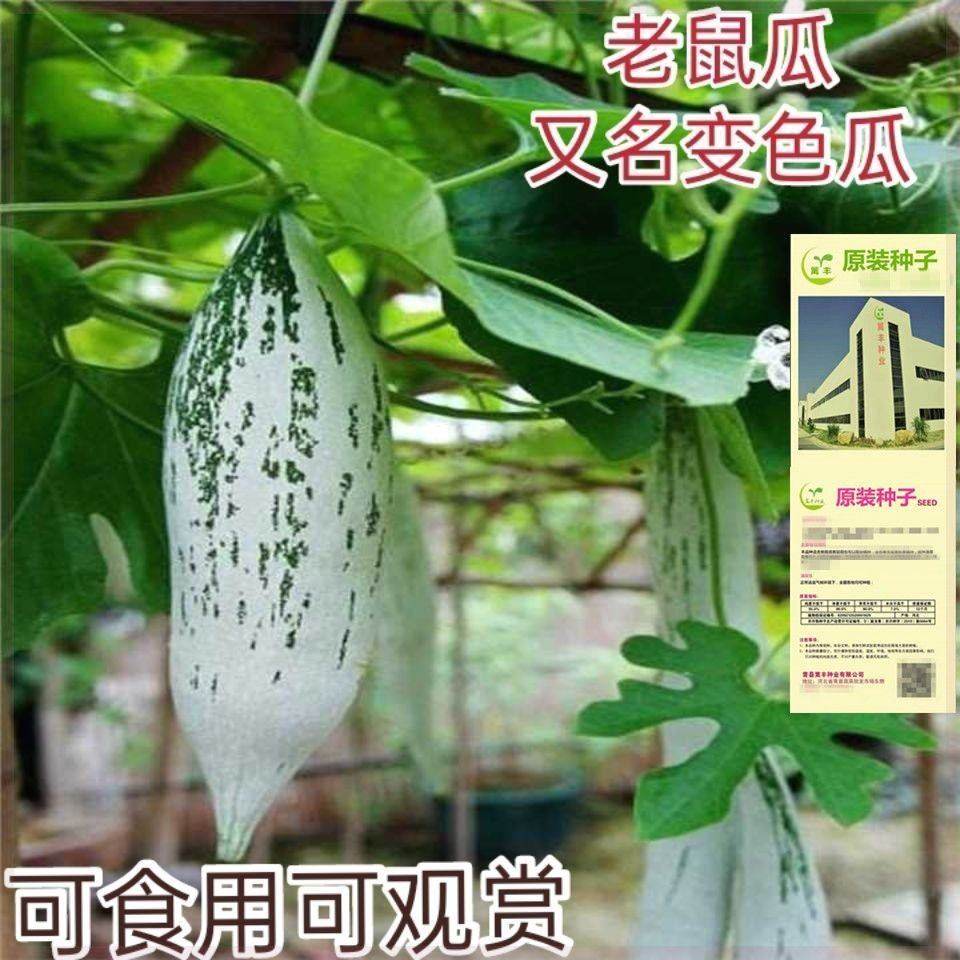 特色变色瓜老鼠瓜种子观赏食用春夏四季蔬菜种子爬藤瓜果种籽园艺,农用物资,蔬菜种子/种苗,淘宝优惠券,粉丝福利购,淘宝优惠卷