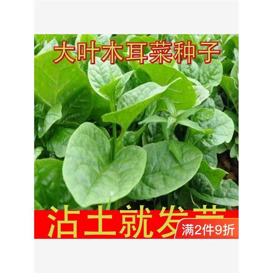 大叶木耳菜种子高钙肉厚夏天耐高温四季室外阳台盆栽农田蔬菜种籽,农用物资,蔬菜种子/种苗,淘宝优惠券,粉丝福利购,淘宝优惠卷