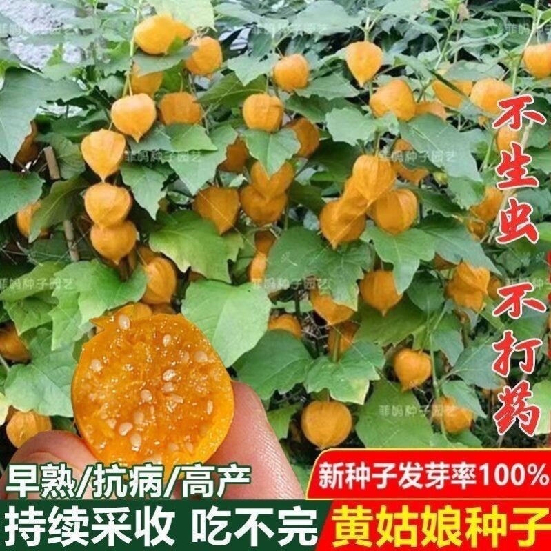 奶油菇娘果种子奶香味黄图片