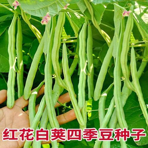红花白荚四季豆种子有架