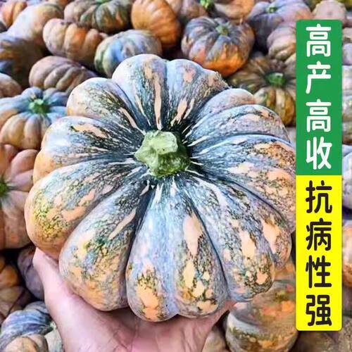 磨盘南瓜农家高产籽家庭