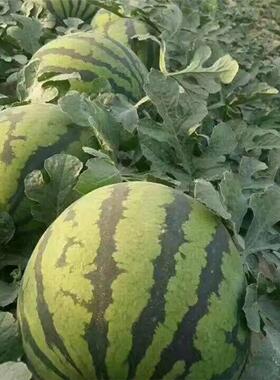 懒汉瓜王西瓜种子巨型无籽麒麟甜王种籽抗病抗裂春季四季水果种孑