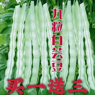 九粒白芸豆种子豆角种籽四季豆架豆种高产春秋季蔬菜种孑农家田园