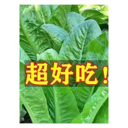 孔雀菜不打药不生虫生吃