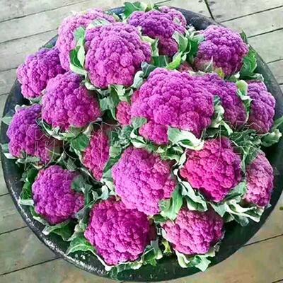 彩色花椰菜西兰花松花菜宝塔菜紫花菜农家四季播阳台庭院大田蔬菜