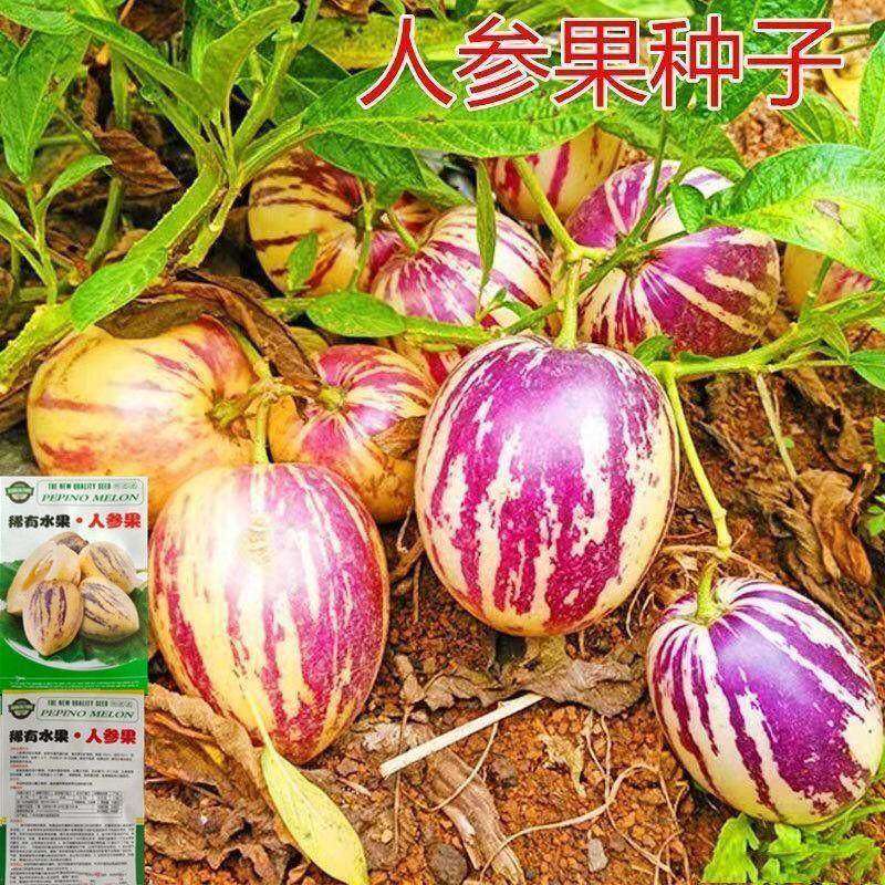 高产黄心人参果种子四季播种农家盆栽庭院菜园特色水果蔬菜种籽,农用物资,蔬菜种子/种苗,淘宝优惠券,粉丝福利购,淘宝优惠卷