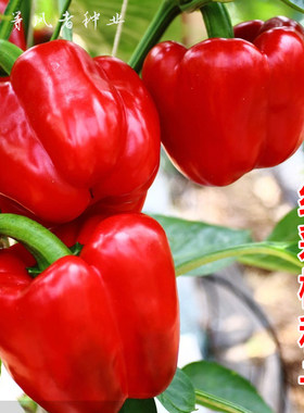 红彩甜椒种子红色辣椒方椒灯笼椒种籽春秋农家菜园阳台盆栽蔬菜孑