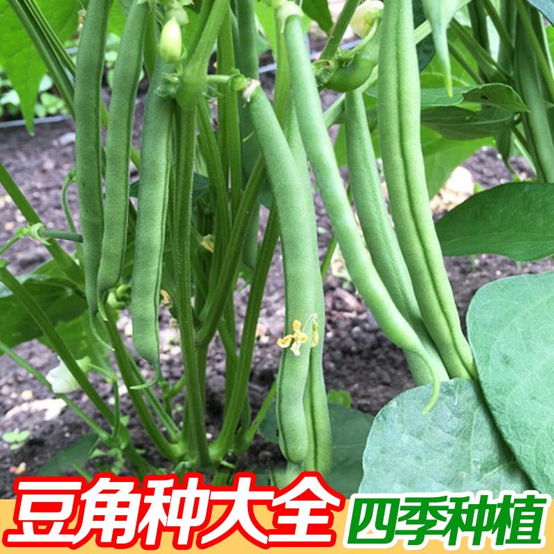 无架四季豆种孑无筋子高