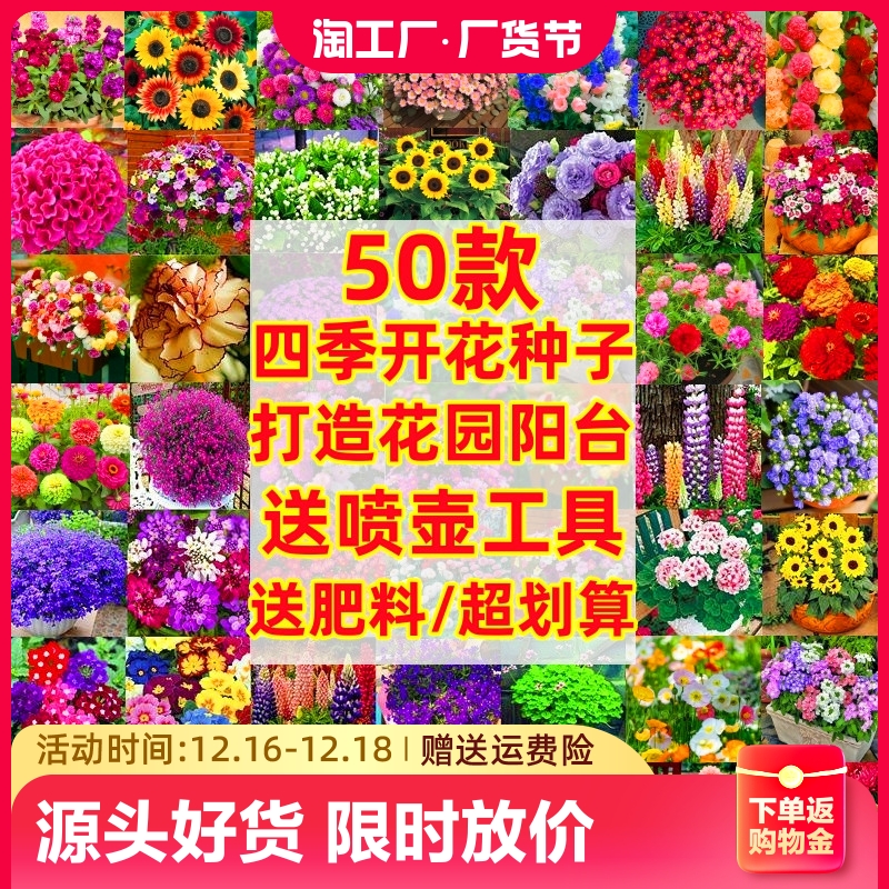 野花组合花种子菊籽子四