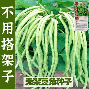 无架长豆角种子苗高产豇豆四季豆蔬菜种籽菜种阳台盆栽豆种籽种秧