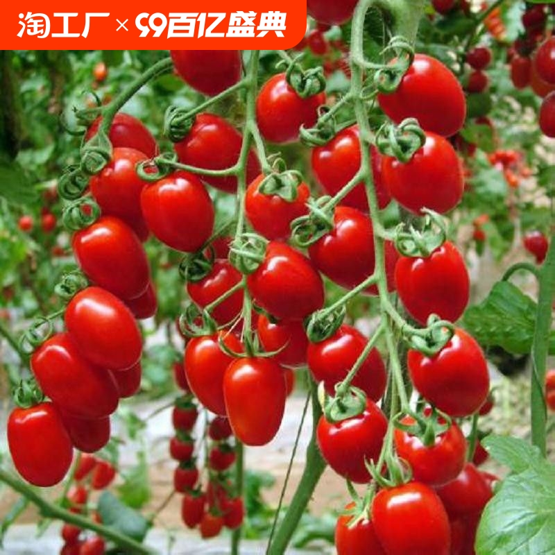 瀑布小番茄种子千禧樱桃