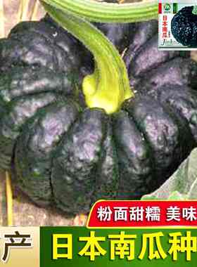 日本黑皮南瓜种春秋季甘