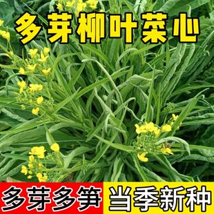 柳叶菜心种子桂林菜花种子蔬菜种子四季耐寒甜菜心苗阳台蔬菜种籽