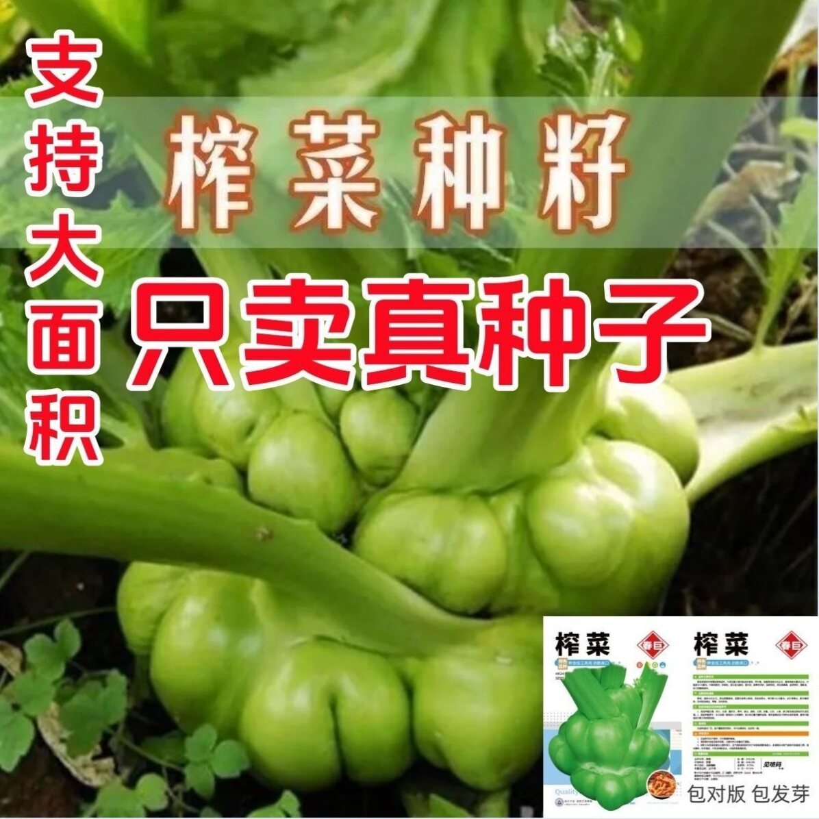大头榨菜正宗四川大头菜涪江榨菜头青菜头芥菜夏秋新鲜蔬菜耐高温