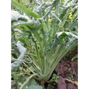 桂林甜脆柳叶菜心柳叶菜心菜心种子可四季盆栽阳台蔬菜青菜种子