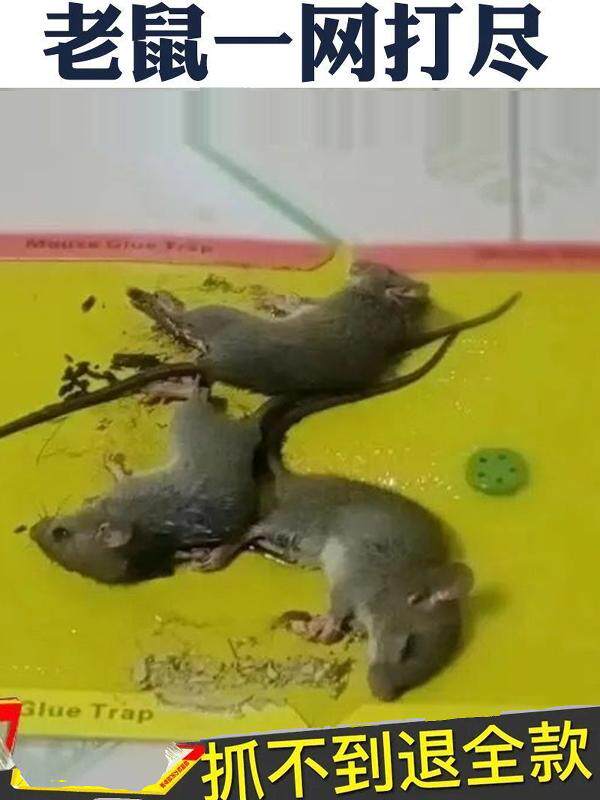 MOUSE STICKS STRONG STICKY MOUSE BOARD GLUE BIG MOUSE A NEST OF MOUSE STICKER STICKER HOME THICKENED STICK MOUSE ARTIFACT