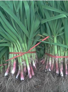 河南特产本地新鲜红皮蒜苗农家自种新鲜蔬菜小香蒜紫皮蒜红根蒜