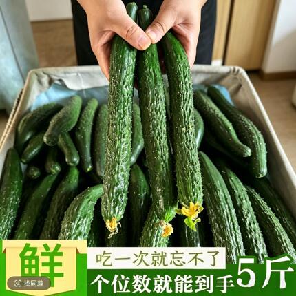 农家现摘新鲜蔬菜黄瓜应季水果黄瓜脆嫩带刺青瓜1斤3斤5包邮