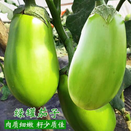 河南现摘新鲜茄子农家自种青茄子新鲜疏菜现摘现发绿皮青茄子批发