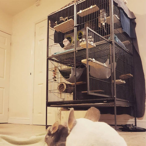 雪貂家用室内超大空间笼子