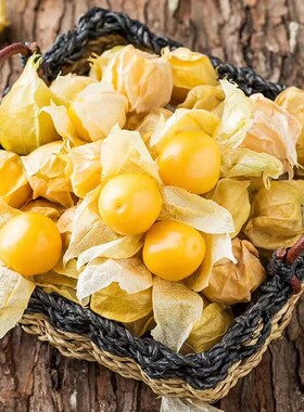 菇娘果新鲜灯笼果黄菇茑洋姑娘东北特产新鲜水果小黄金豆包邮