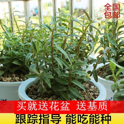 正宗霍山铁皮石斛苗3年室内绿植小盆栽兰花苗石斛鲜条枫斗苗盆景