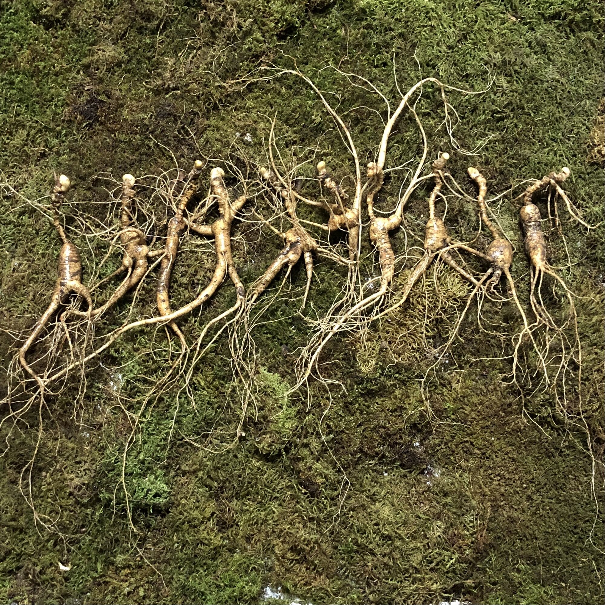 长白山林下参鲜林下参20年林下山参泡酒用新鲜林下参10根一组