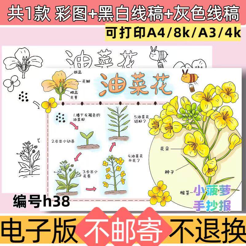 h38油菜花自然笔记手抄报电子模板植物生长观察日记黑白线稿