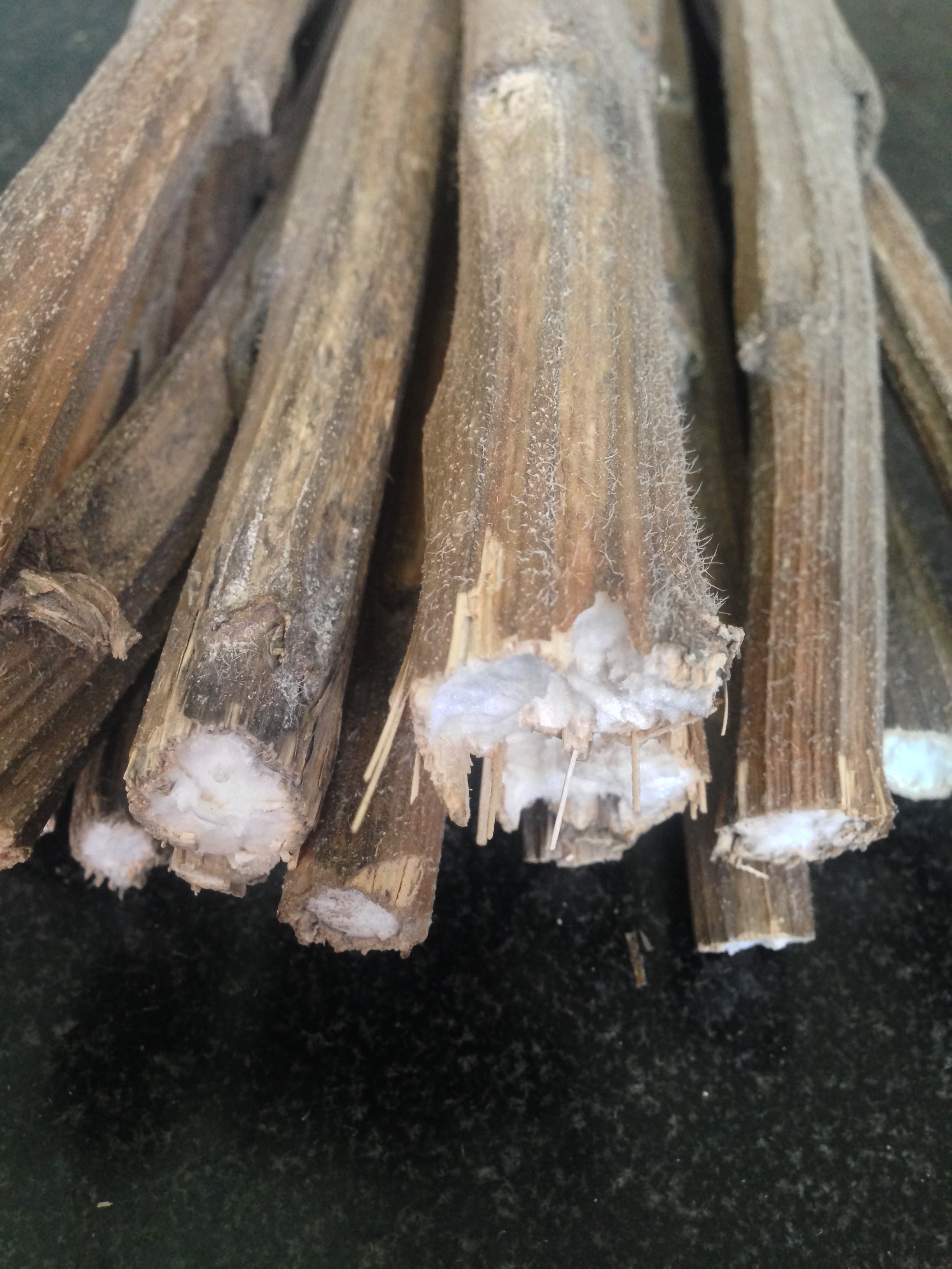 葵花杆 中药材向日葵 瓤 向日葵花杆.梗心茎芯 葵杆芯满5斤包邮