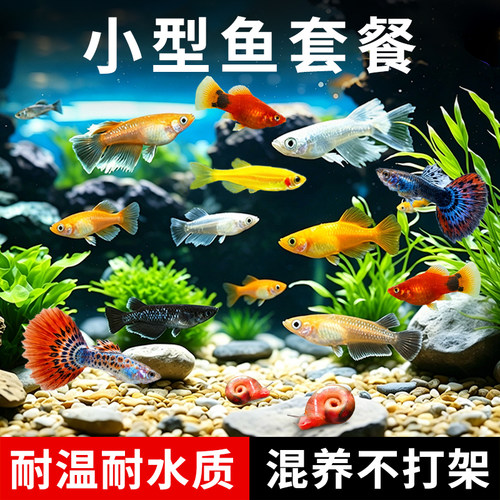 孔雀凤尾小型观赏鱼米奇淡水
