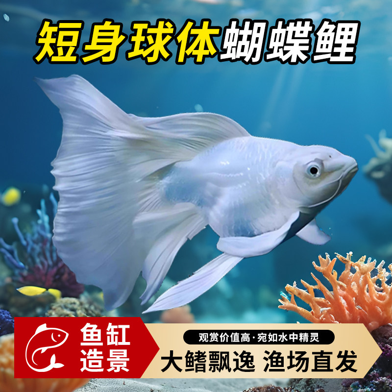 台湾狮子头蝴蝶鲤好养耐活纯种短身球体大尾鳍冷淡水观赏金活鱼苗