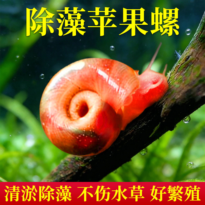 苹果螺活体清洁鱼缸超大号除藻观赏螺淡水草工具吃鱼粪便蜗牛乌龟