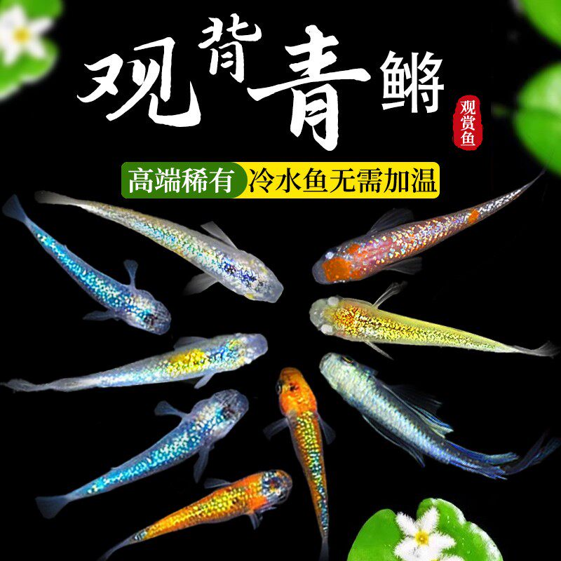 观背青鳉鱼苗淡水活体观赏鱼四季可养新手好养不打氧不用加温