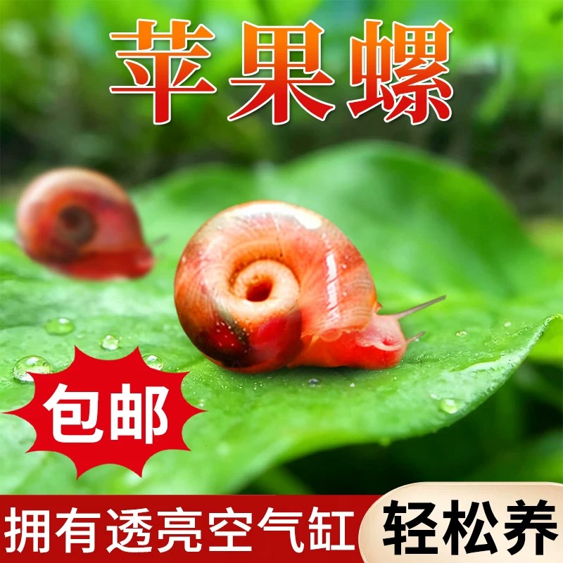 活体苹果螺观赏螺可混养易繁殖淡水无纹除藻工具观赏缸清洁螺包邮 - 实物图