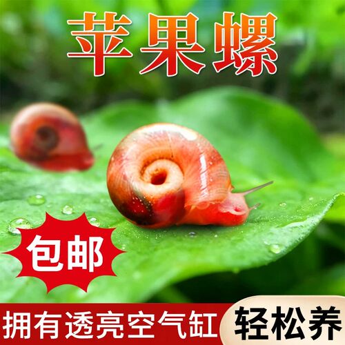 活体苹果螺除藻易养观赏缸