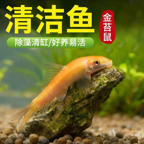 金苔鼠活体除藻吃垃圾鱼缸清洁