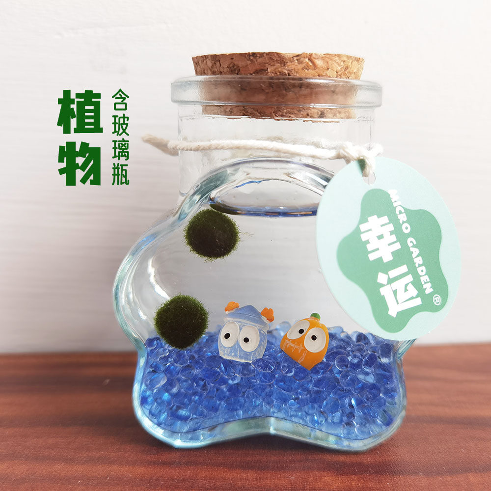 海藻球生态瓶学生网红小宠物有趣情绪植物