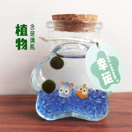 海藻球生态瓶学生网红小宠物有趣的礼物创意水培绿植好养活学校