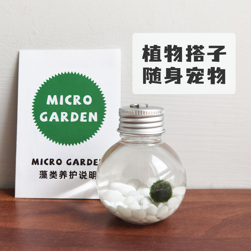 小海藻球宠物桌面生态瓶