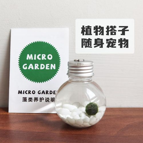 小海藻球宠物桌面生态瓶