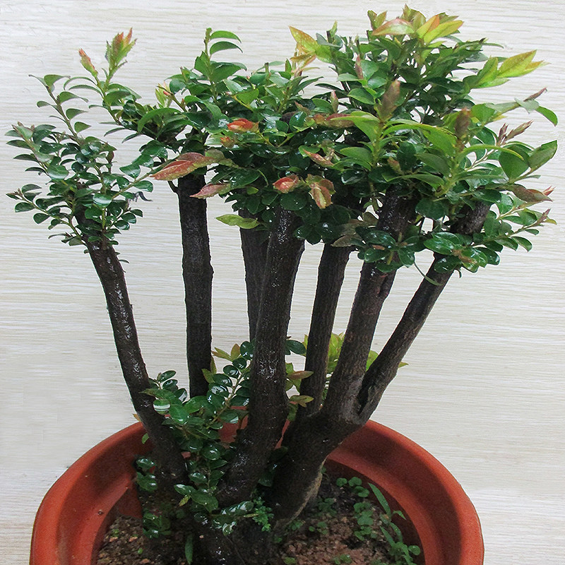 小叶紫檀木树桩盆景办公室内桌面盆栽植物黑骨茶黑檀木绿植吸甲醛