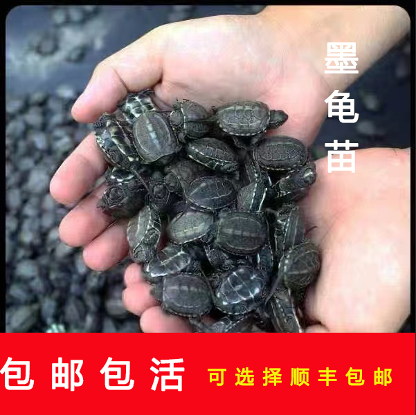 墨龟苗活体全黑小乌龟黑色乌龟活物黑腹外塘中华草宠物招财
